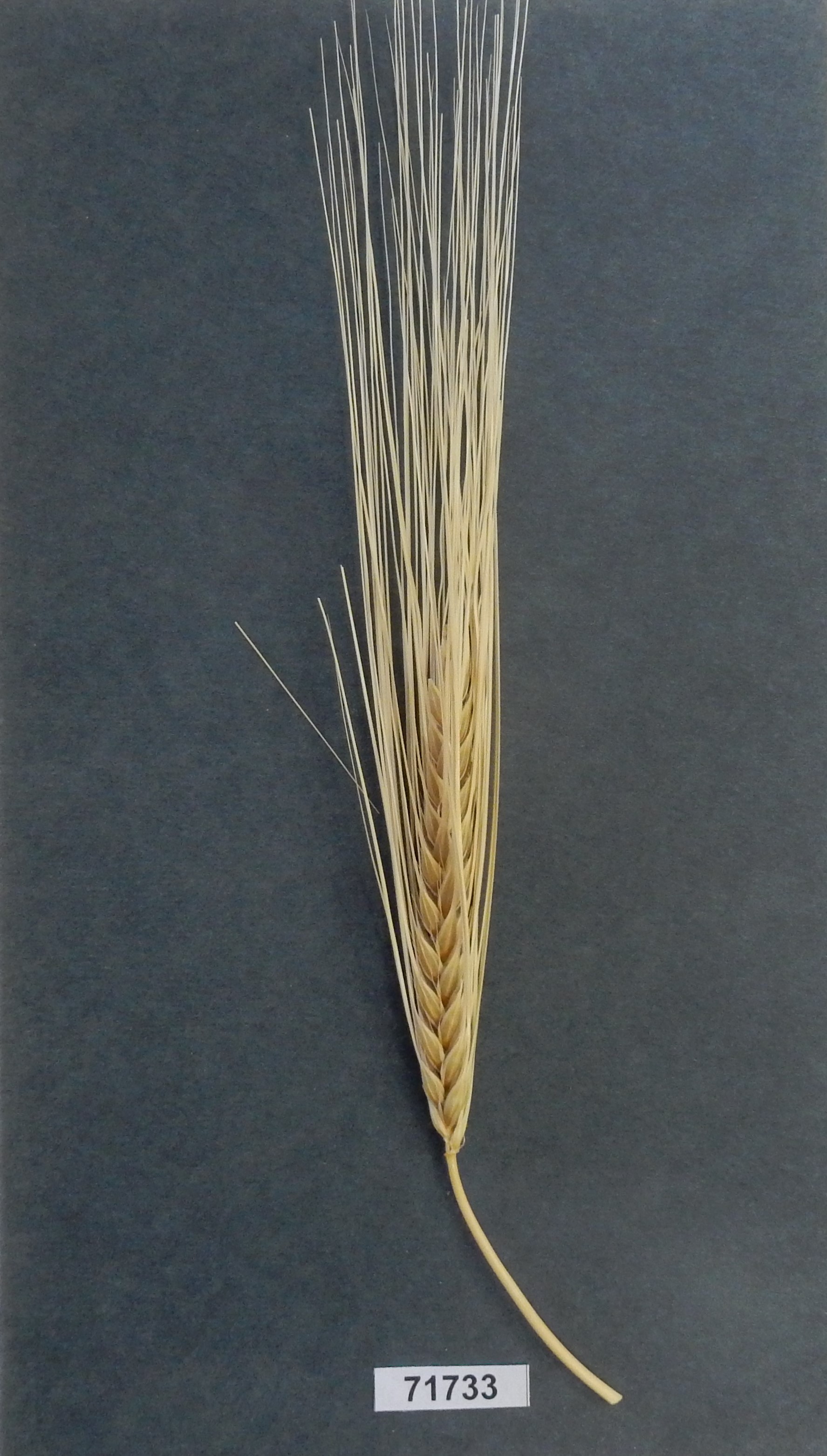 Accession #71733 - Hordeum vulgare *