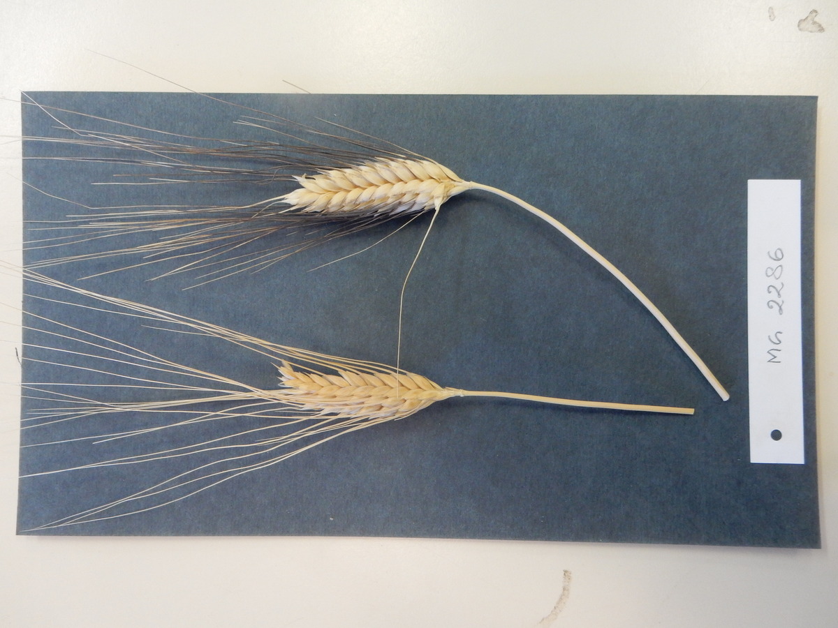 Accession #2286 - Triticum turgidum *