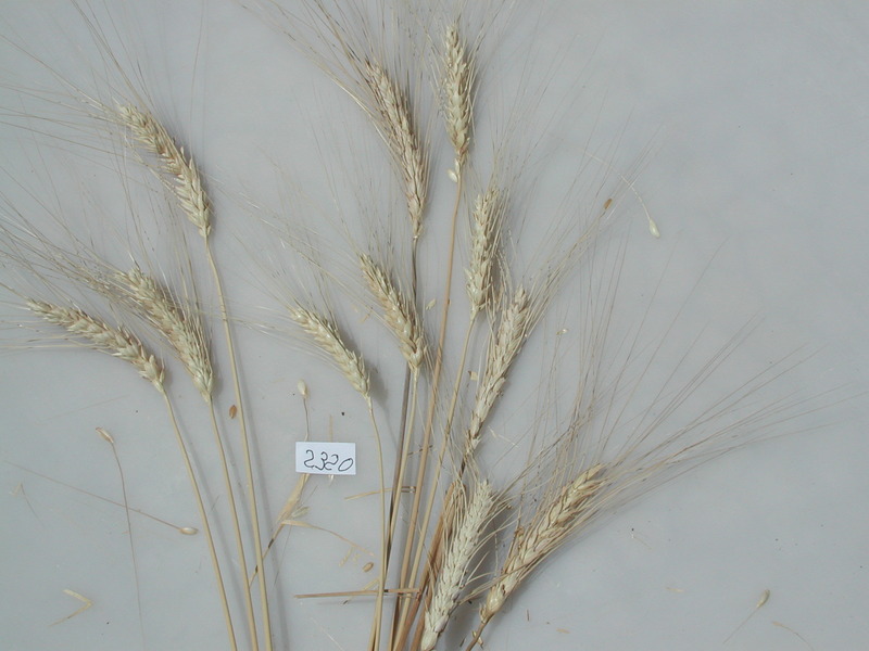 Accession #2320 - Triticum turgidum *